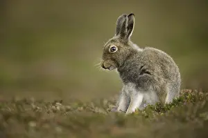 Calluna: A Mountain Hare (Lepus timidus) preens amongst the