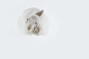 Chill: A Mountain Hare (Lepus timidus) preens in freezing