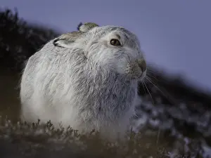 Mountainside: A Mountain Hare (Lepus timidus) rests on the mountainside