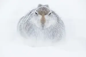 Chill: A Mountain Hare (Lepus timidus) rests in a shallow