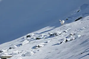 Intermediate: Mountain Hare ( Lepus timidus ) running in intermediate