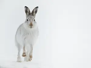 Hillside: A Mountain Hare (Lepus timidus) runs down the hillside