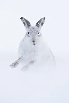 Chill: A Mountain Hare (Lepus timidus) shakes off in the