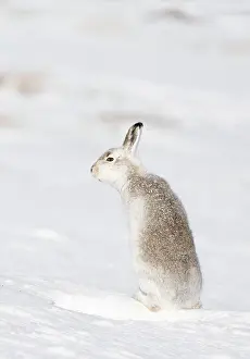 Heaths: Mountain hare (Lepus timidus) sitting on snow, Scotland