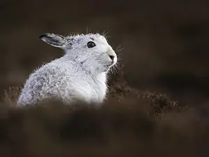 Calluna: A Mountain Hare (Lepus timidus) stands out from