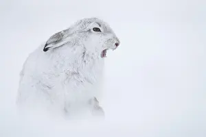 Chill: A Mountain Hare (Lepus timidus) sticks his tongue