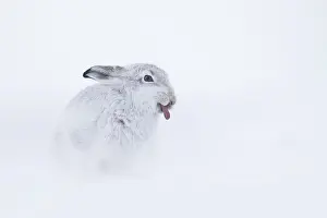 Chill: A Mountain Hare (Lepus timidus) sticks his tongue