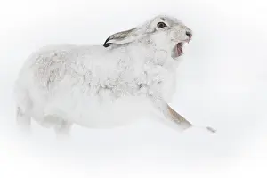 Chill: A Mountain Hare (Lepus timidus) stretches in the