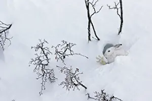 Fatigue: Mountain Hare (Lepus timidus) stretching at covert