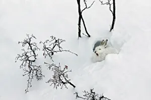 Conce: Mountain Hare (Lepus timidus) yawning at covert