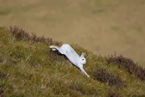 Moving: Mountain Hare motion