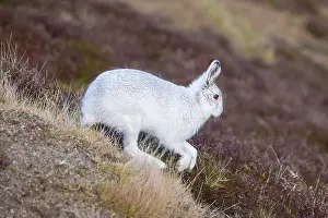 Moving: Mountain Hare motion