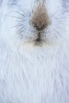 Nose: Mountain Hare Nose