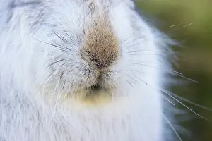 Nose: Mountain Hare Nose