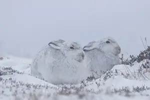 Pelage: Mountain Hare - pair in winter pelage - Cairngorms