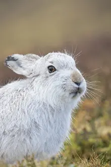 Ruminant: Mountain Hare Portrait