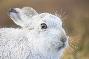 Ruminant: Mountain Hare Portrait
