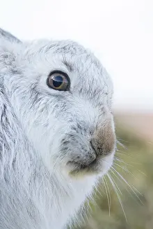 Ruminant: Mountain Hare Portrait