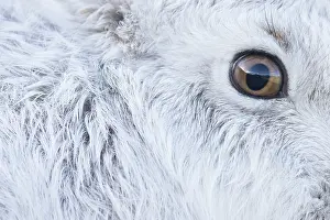 Ruminant: Mountain Hare Portrait
