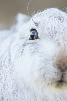 Ruminant: Mountain Hare Portrait