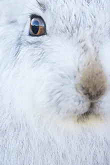 Ruminant: Mountain Hare Portrait