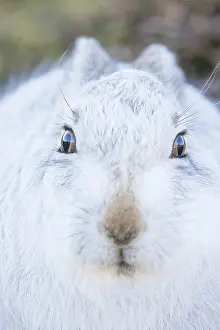 Ruminant: Mountain Hare Portrait