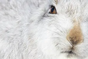 Ruminant: Mountain Hare Portrait
