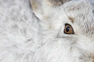 Ruminant: Mountain Hare Portrait