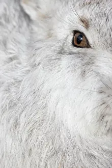 Ruminant: Mountain Hare Portrait