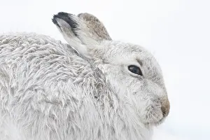 Ruminant: Mountain Hare Portrait