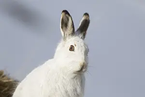 Pelage: Mountain Hare - portrait - Cairngorms National park