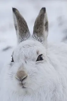 Pelage: Mountain Hare - portrait - Cairngorms National park