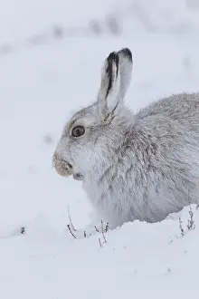 Pelage: Mountain Hare - portrait - Cairngorms National park