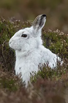 150420: Mountain Hare - portrait - Cairngorms National park