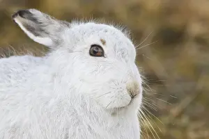 Hares: Mountain Hare - portrait - Cairngorms National park