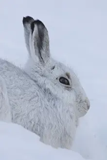 Hares: Mountain Hare - portrait - Cairngorms National park