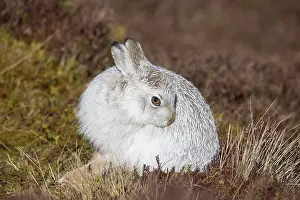 Coat: Mountain Hare preening