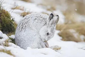 Coat: Mountain Hare preening