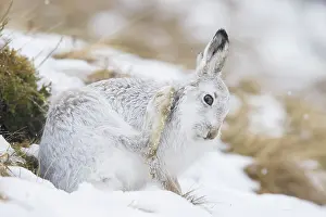 Coat: Mountain Hare preening