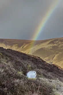 Coat: Mountain Hare Rainbow