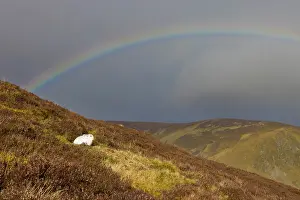 Coat: Mountain Hare Rainbow