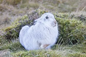 Coat: Mountain Hare streching