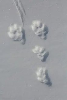 Track: Mountain Hare track