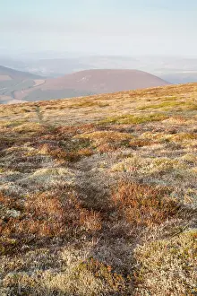 Pugmarks: Mountain Hare Tracks
