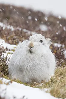 Coat: Mountain Hare winter