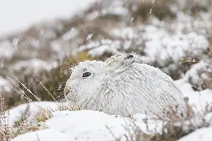 Coat: Mountain Hare winter