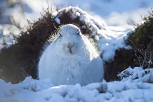 Coat: Mountain Hare winter