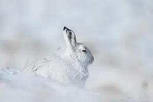 Coat: Mountain Hare winter