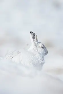 Coat: Mountain Hare winter