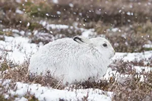 Coat: Mountain Hare winter